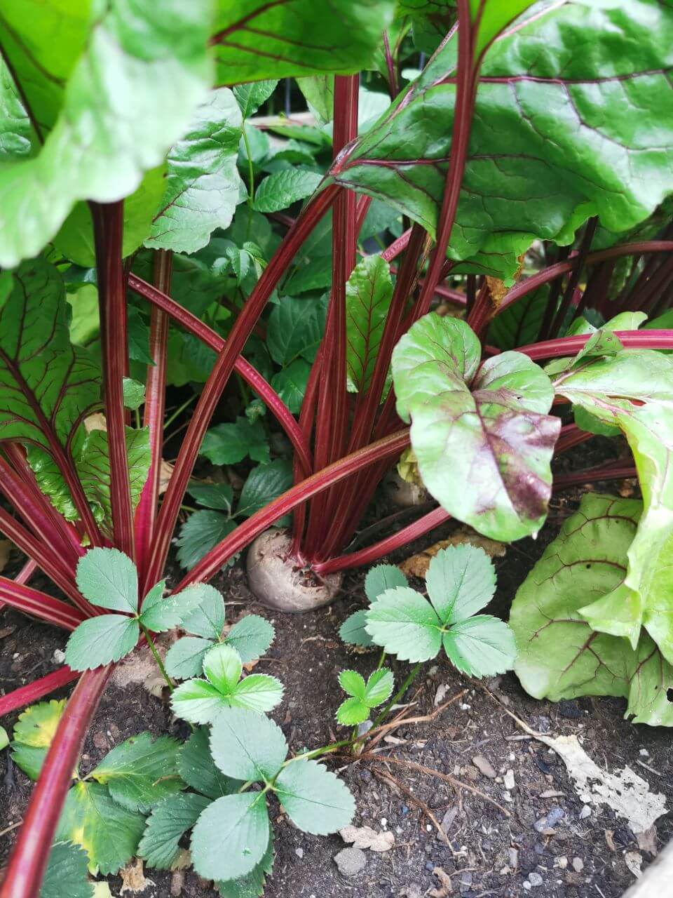 Rote Beete aus Samen selbst gezogen und einfach zwischen die Erdbeerpflanzen im Hochbeet gesetzt. Die Knollen können sich auch jetzt schon sehen lassen. Das wird was!