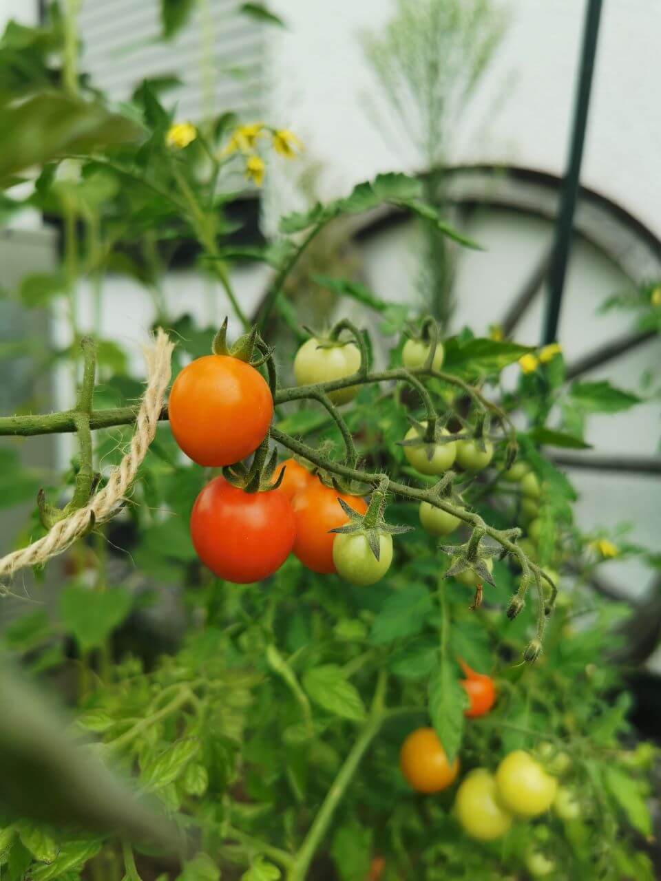 Ganze 4 Tomatenpflanzen dürfen in diesem Jahr auf dem Beet statt im Blumenkasten ein Sonnenbad nehmen. Der Ertrag bisher - super!