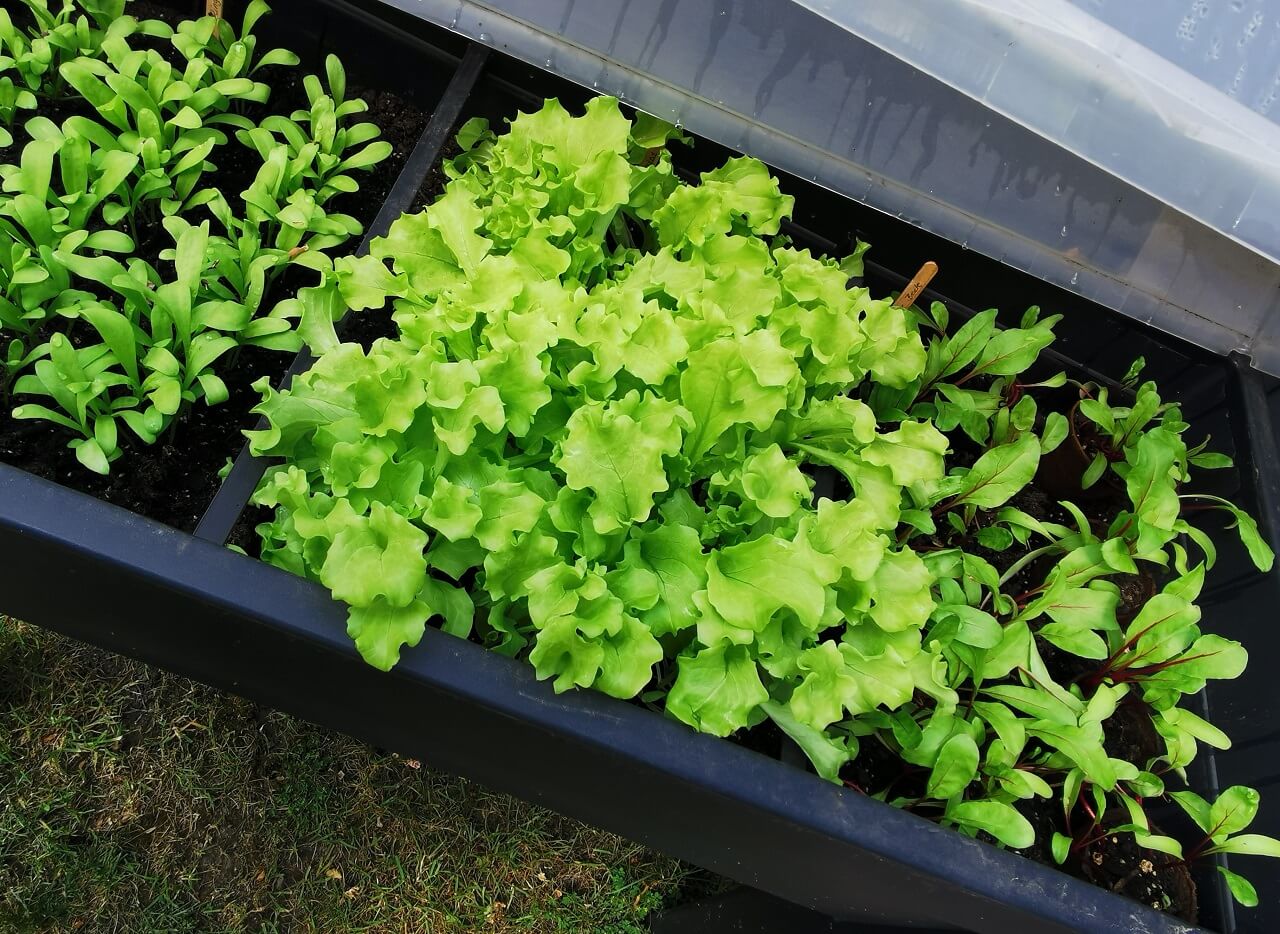 Pflücksalat im Mini-Hochbeet reicht für so einige Mahlzeiten.